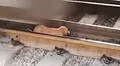 Perro callejero salva de morir tras caminar por debajo de un tren en movimiento [VIDEO]