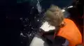 Tiburón ballena surge del océano y turistas quedan impactados al ver su aspecto [VIDEO] 