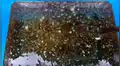 Joven mete botella de Coca Cola con Mentos en un recipiente con aceite y ocurre lo inesperado [VIDEO]
