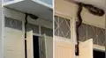 Escolares quedan sorprendidos al hallar gigantesca serpiente pitón intentando entrar a un salón [VIDEO]