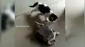 Gato ve a tortuga en problemas y su inesperada reacción sorprende a su dueña [VIDEO]