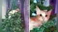Gato sube a escondidas a un árbol de Navidad pero su dueña lo descubre 
