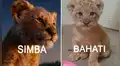 El Rey León: conoce a Bahati, la tierna felina que inspiró a Disney para crear live action [VIDEO]