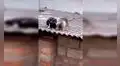Familia da alimento a pequeños gatos abandonados que pasaban hambre frente a su casa [VIDEO]