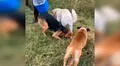 Encuentran perros abandonados en desolada carretera y los ayudan [VIDEO] 