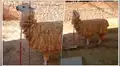 Facebook viral: llama ‘diabólica’ hace pasar momentos de terror a joven turista y las imágenes inquietan las redes [VIDEO]
