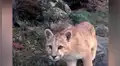 Colocan cámara en recinto de pumas y se percatan de curiosa escena de cachorro [VIDEO]