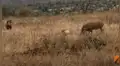 Feroz guepardo captura a un impala, pero una manada de jabalíes le arrebata la presa [VIDEO]