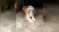 Chico se acerca demasiado a jaula de feroz tigre para tomarse un ‘selfie’, sin sospechar lo que pasaría [VIDEO]