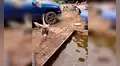 Ganso defiende su espacio y no permite que un perro ingrese a su piscina [VIDEO] 