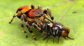 Facebook viral: araña es captado cazando a una mosca y lo más extraño sucedió [VIDEO]