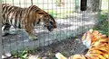 Entrenadora le enseña muñeco de tigre a felino enjaulado y este tiene furiosa reacción [VIDEO]