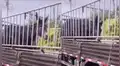 Burro se arrodilla y llora para no ser llevado al matadero, conmoviendo a las redes [VIDEO]