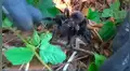Hombre deja que tarántula venenosa muerda su brazopara cumplir reto extremo [VIDEO]