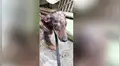 Salvan a perro callejero en su hogar, lo curan y sufre radical cambio de aspecto [FOTOS]