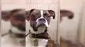 Facebook viral: perro tiene furiosa reacción cuando su dueño lo deja en el veterinario [VIDEO] 