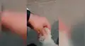 Perro finge estar con la pata lastimada para obtener la atención de su dueño [VIDEO]