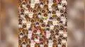 ¿Encuentras al oso panda que está entre los pug? Este es el reto visual que pocos han superado [FOTOS]