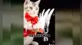 Gata se ‘transforma’ en Sakura Card Captor y emociona a miles en las redes sociales [VIDEO]