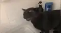 Gato tiene increíble reacción al saber que su dueña lo iba a meter al agua [VIDEO]