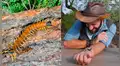 Se deja morder por ciempiés gigante para comprobar su letalidad, sin imaginar lo que sucedería [VIDEO] 