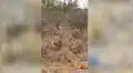 Serpiente pitón está a punto de devorar un impala y feroz hiena le roba su presa [VIDEO]