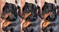Influencer canina se vuelve madre de seis adorables cachorros y conmueve a miles [VIDEO]