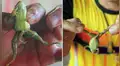 Hombre encuentra rana con seis patas y cree que le trae suerte [VIDEO]