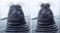 Le toman foto a foca mirando hacia arriba y la imagen se viraliza por su extraño aspecto [FOTOS]