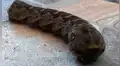 Facebook viral: Este gusano con apariencia de serpiente a dejado aterrados a miles de usuarios