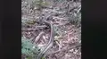 Escucha fuertes ruidos de madrugada, se asoma y observa brutal batalla de serpientes [VIDEO]