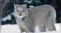 Lince encuentra a un rival invadiendo su territorio y ocurre algo completamente impactante [VIDEO]