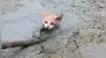 Facebook viral: Gato bebé queda atrapado en el barro y hombre acude a su rescate [VIDEO]