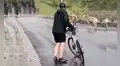Ciclistas recorren desolada carretera y se encuentran con la pelea de enormes ovejas [VIDEO] 