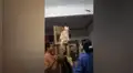 Obligan a su gato que atrape una lagartija y juntos protagonizan una hilarante escena [VIDEO]