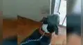 Perrita preñada acude al veterinario para que le hagan ultrasonido 