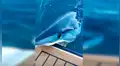 Tiburón emerge del agua para atacar a un lujoso yate y deja la marca de sus dientes [VIDEO]