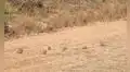 ¿Logras hallar las perdices ocultad en el desolado campo? El reto visual que nadie supera [FOTOS] 
