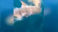 Tiburón blanco atrapa un gigantesco pez para devorarlo y protagoniza feroz batalla [VIDEO]