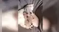 Deja a su gato al cuidado de sus cerdos y al regresar los descubre en una emotiva escena [VIDEO]