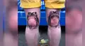 Asiste a estudio para hacerse unos tatuajes de dos ranas en las rodillas y resultado sorprende [VIDEO]