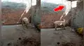 Facebook viral: cerdito intuye que lo matarán para Navidad y decide huir de casa frente a su dueño [VIDEO] 