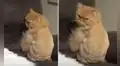 Lleva a su gato a la peluquería y este se ‘enoja’ al ver su nuevo ‘look’