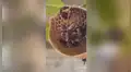 Joven graba durante 7 días a un grupo de avispas construyendo un panal en un árbol de su jardín [VIDEO]