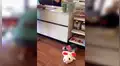 Perrita tiene emotiva reacción cuando su dueño le regala un enorme peluche [VIDEO] 