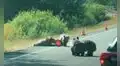 Osos bebés invaden una carretera y protagonizan una curiosa ‘pelea’ entre ellos [VIDEO]