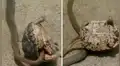 Letal serpiente tiene brutal enfrentamiento con tortuga y triste final asombra a todos [VIDEO]