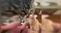 Mujer lleva a su pequeño hámster para que su gato lo conozca y este estuvo a punto de devorarlo [VIDEO]