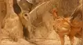 YouTube viral: una furiosa gallina defendió a sus pollitos del ataque de un búho [VIDEO] 
