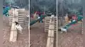 Cabras dejan en “shock” a los cibernautas al divertirse sin ayuda en un columpio